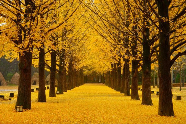 Seoul Nami Island